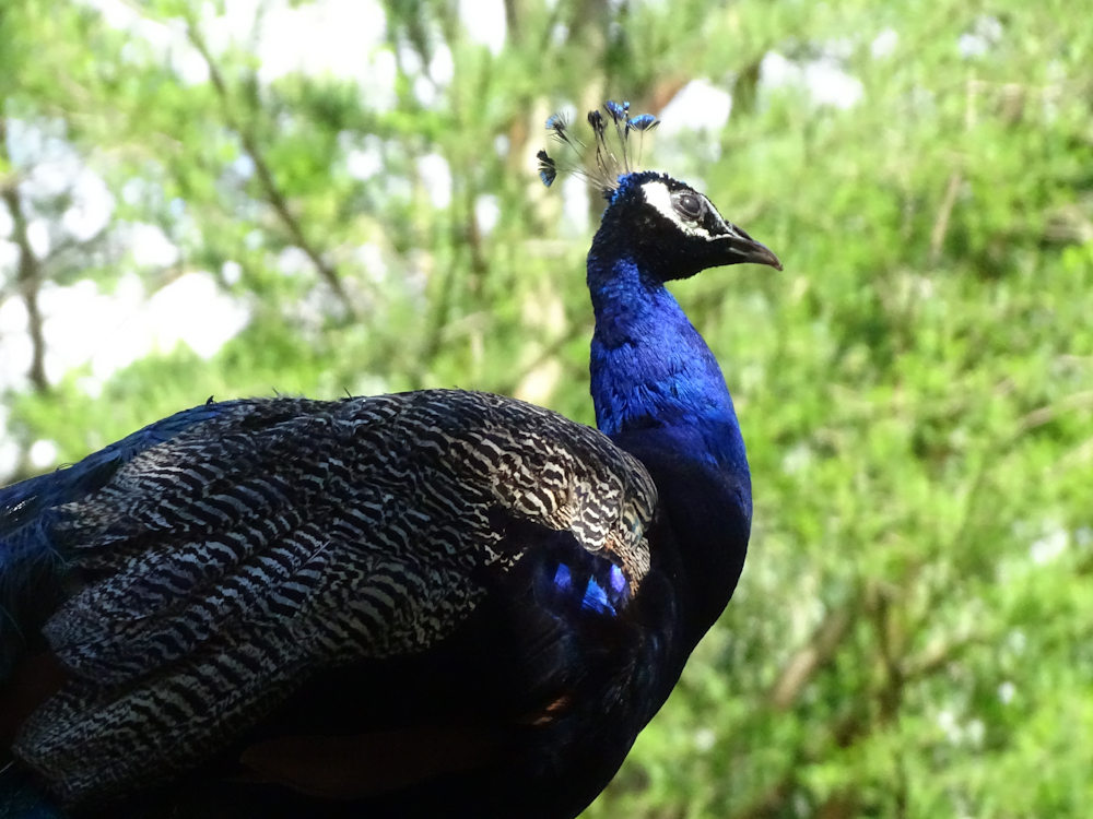 peacock at the prospect park zoo