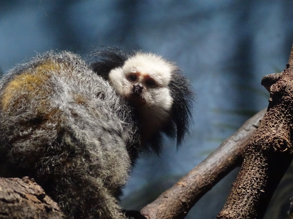 a marmoset at the prospect park zoo