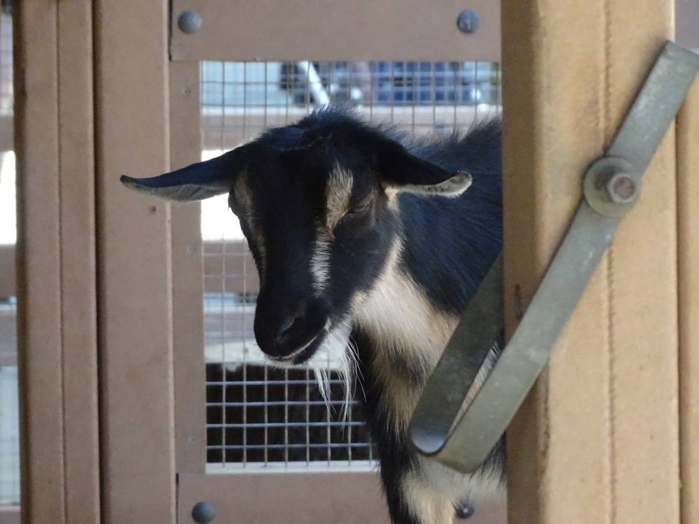 a goat at a petting zoo