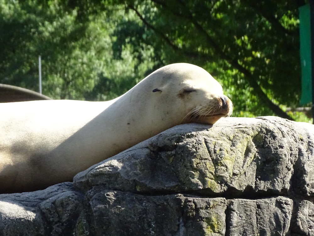 a sealion at prospect park zoo