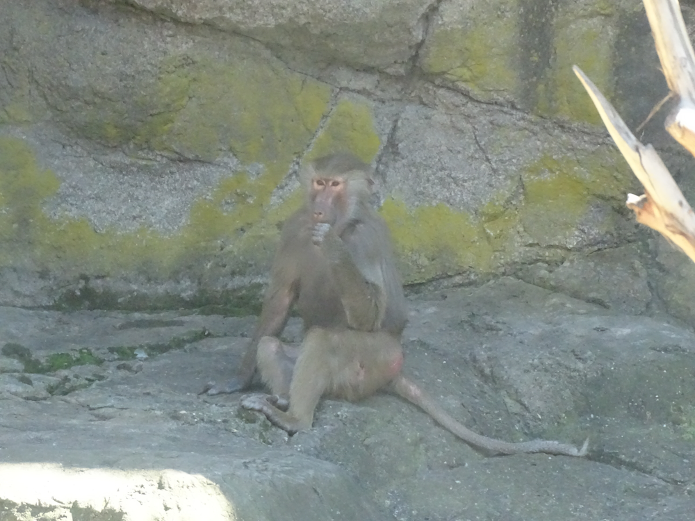 a baboon