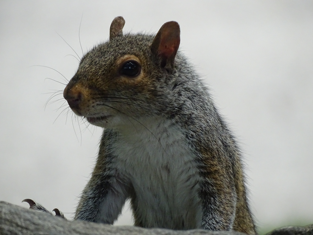 squirrel looking down at viewer