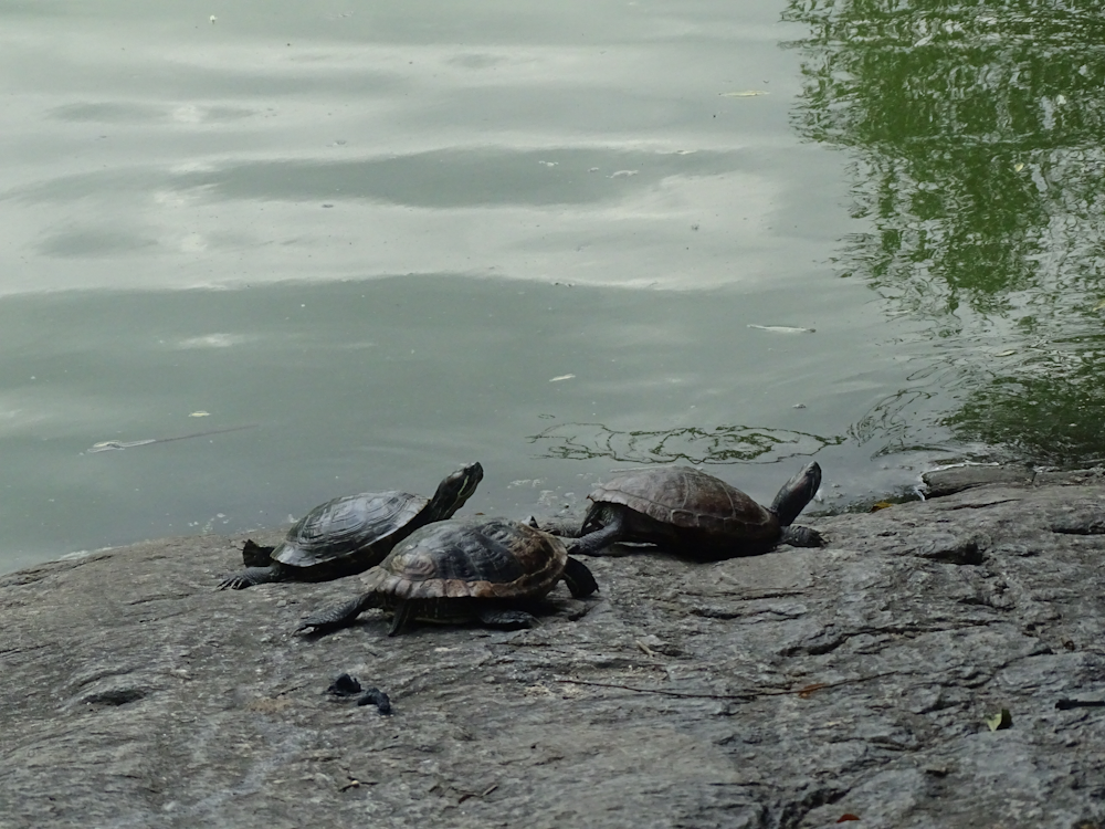 three turtles beaching in mud